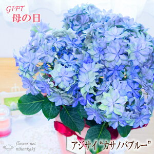 生花 アジサイ 鉢植えの人気商品 通販 価格比較 価格 Com 生花 アジサイ 鉢植えの人気商品 通販 価格比較 価格 Com