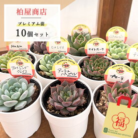 【楽天スーパーセール限定】 多肉植物 kswエケベリア 柏屋商店さん苗 10個セット 福袋 おまかせ 送料無料 3月中旬以上発送