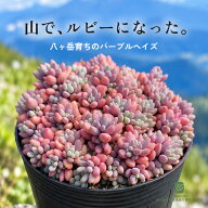 多肉植物 seセダム パープルヘイズ 多肉植物 セダム 八ヶ岳 パープルヘイズ ダシフィルム 姫星美人 7.5cm…