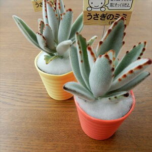 うさぎ 観葉植物の人気商品 通販 価格比較 価格 Com