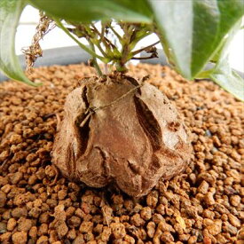 楽天市場 亀甲竜 花 ガーデン Diy の通販