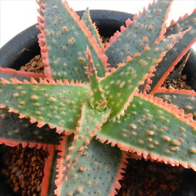 楽天市場 観葉植物 種類 植物 アロエ 花 観葉植物 花 ガーデン Diy の通販 楽天市場 観葉植物 種類 植物 アロエ 花 観葉植物 花 ガーデン Diy の通販