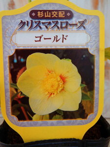 NX}X[Yc S[h Rz 9cm|bg h K[fjO sgy