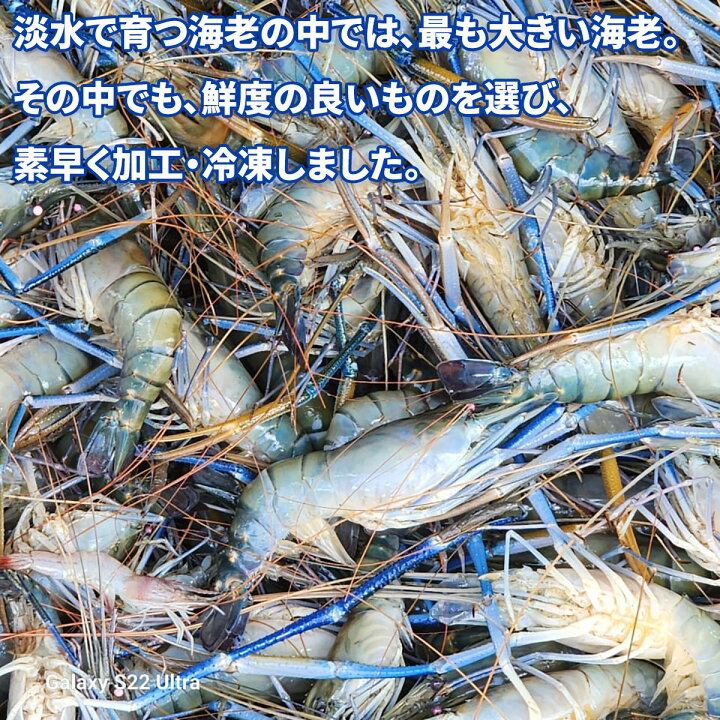楽天市場】どすこい海老 約450g (90～115gサイズ 4-5尾入り) 【送料 