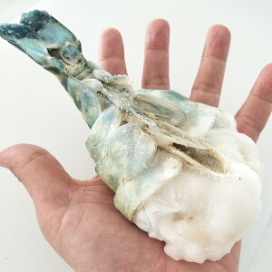 ǂCV 454g (4) yzoOfVYIjeiKGr(IQFⓀ)