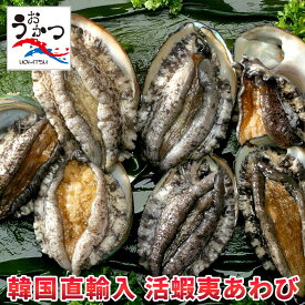 活蝦夷あわびLL（120/130g）6枚入【送料無料】
