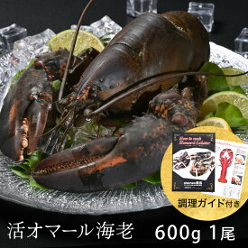 活オマール海老（特大600g）1尾入【送料無料】活 オマール 海老　えび ロブスター ご褒美 贅沢 グルメ 記念日 お取り寄せ ディナー パーティ 料理 メイン 豪華 食材 敬老の日 お中元 お歳暮 お祝い 内祝い 誕生日 ギフト
