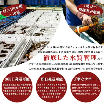 天然活オマール海老(500g)5尾入