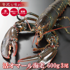 活オマール海老（特大600g）3尾入【送料無料】【敬老の日・お中元・お歳暮ギフト】 えび ロブスター ご褒美 贅沢 グルメ 記念日 お取り寄せ ディナー パーティ 料理 メイン 豪華 食材 敬老の日 お中元 お歳暮 お祝い誕生日