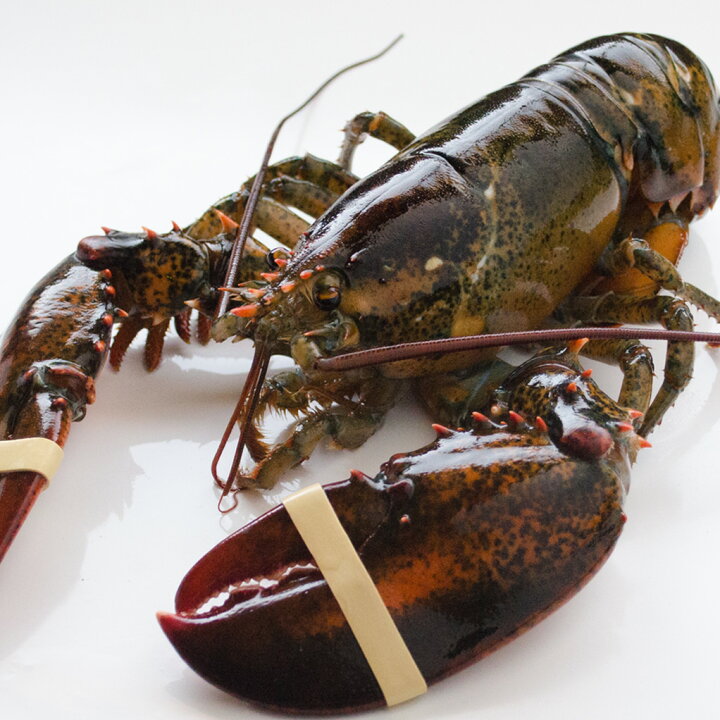 楽天市場 活オマール海老 500g 3尾入 送料無料 活物専門商社 魚活 日本活魚