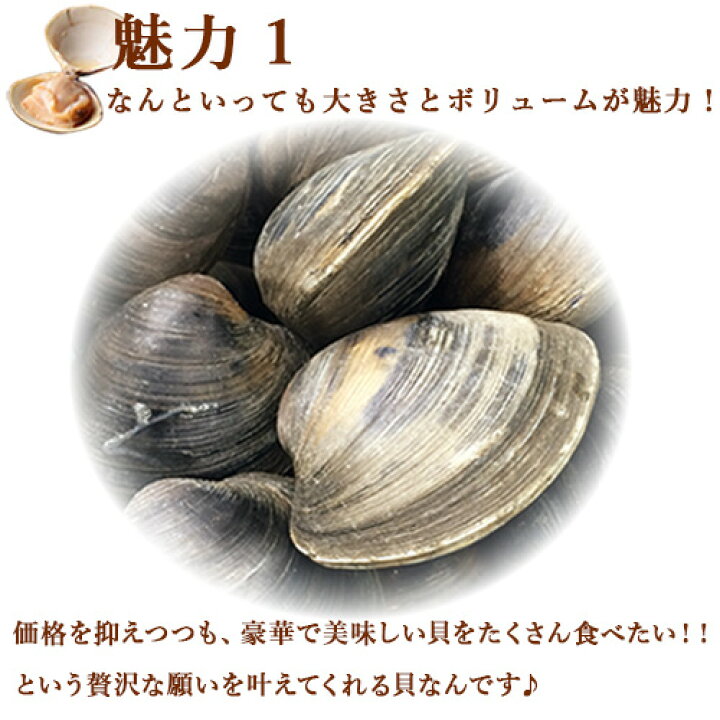 使い勝手の良い 活きホンビノス貝 サイズ無選別 10kg入 白はまぐり 送料無料 qに ギフトにも最適 Www Ertarkimya Com Tr