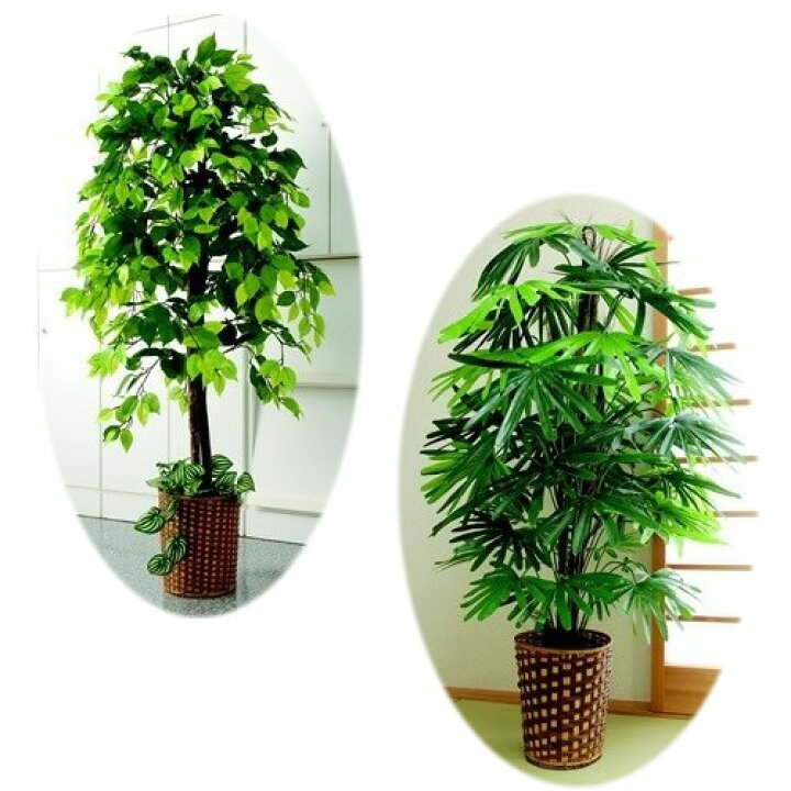 楽天市場 人工観葉植物 ベンジャミン 観音竹セット 大型 おしゃれ リビング インテリアグリーン 店舗 自宅インテリア 風水 送料無料 日本ネット通販 健康器具 美顔器