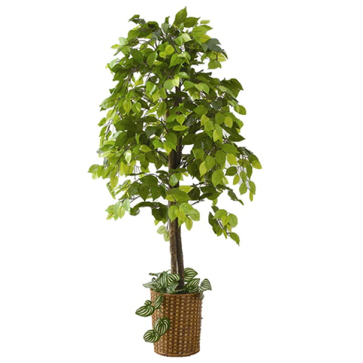 楽天市場 人工観葉植物 ベンジャミン 大型観葉植物 店舗用 リビングにもお勧め 観葉植物 今なら竹製鉢カバー付 送料無料 ギフト プレゼント 日本ネット通販 健康器具 美顔器
