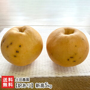 【訳あり】新高5kg 土田農園 【新潟直送計画/フルーツ/なし/ナシ/和梨/エコファーマー認定/ジューシー/にいたか/ニイタカ】【お土産/手土産/プレゼント/ギフトに!贈り物】【送料無料】