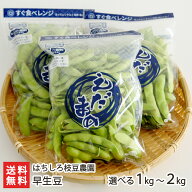 枝豆 早生豆 選べる 1kg 〜 2kg はちしろ枝豆農園 新潟県産 えだまめ えだ豆 早生品種 おつな姫 お取り寄…