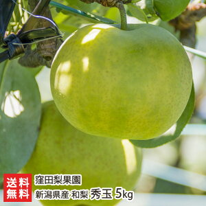 VY Ecʉ̓{ G 3kg or 5kg 9{珇 V YҒ  Mtg v[g 蕨