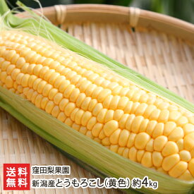 新潟産とうもろこし（黄色）約4kg 窪田梨果園【朝採り/産地直送/鮮度抜群/新鮮/ゴールドラッシュ/トウモロコシ/スイートコーン】【お土産/手土産/プレゼント/ギフトに！贈り物】【送料無料】