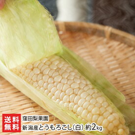 新潟産とうもろこし（白）約2kg 窪田梨果園【朝採り/産地直送/鮮度抜群/新鮮/ピュアホワイト/雪の妖精/ホワイトショコラ/トウモロコシ/スイートコーン】【お土産/手土産/プレゼント/ギフトに！贈り物】【送料無料】
