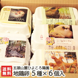 楽天市場 名古屋 コーチン ひよこの通販