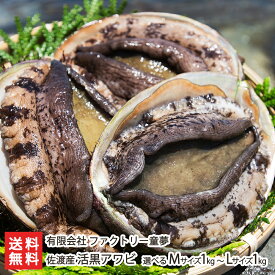 佐渡産 活黒アワビ 選べる Mサイズ 1kg（約4〜6個） 〜 Lサイズ 1kg（約3〜4個） ファクトリー童夢 アワビ 鮑 新鮮 佐渡海洋深層水 新潟県 生産者直送 お取り寄せ ギフト プレゼント 贈り物 代金引換決済不可 送料無料