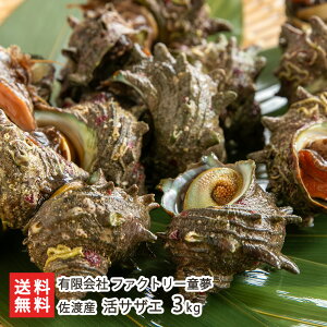 nY TUG Iׂ 2kgi22`24j or 3kgi34`36j t@Ng[  h VN H Cm[w V YҒ  Mtg v[g 蕨 ϕs