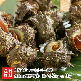 佐渡産 活サザエ 選べる 2kg（約22〜24個） or 3kg（約34〜36個） ファクトリー童夢 さざえ 栄螺 新鮮 生食 海洋深層水 新潟県 生産者直送 お取り寄せ ギフト プレゼント 贈り物 代金引換決済不可 送料無料