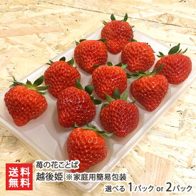 新潟ブランド苺「越後姫」家庭用簡易包装 選べる1パック（約200g/9〜11粒）or 2パック（約400g/18〜22粒） 苺の花ことば 苺 いちご イチゴ 採れたて 産地直送 新鮮 摘みたて 新潟県 生産者直送 お取り寄せ 送料無料