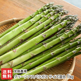 新潟産 グリーンアスパラガス「2Lサイズ 1kg」or「サイズ混合 1kg」宮路農場【新潟県産/新潟産/燕市産/産地直送/露地栽培/朝採り/筋の少ない柔らか/野菜/採れたて/新鮮/冷蔵便】【送料無料】