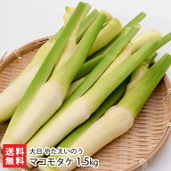 マコモタケ 1.5kg 大日 やたえいのう 真菰筍 マコモダケ まこもたけ ハナガツミ 炒め物 中華料理 唐揚げ …