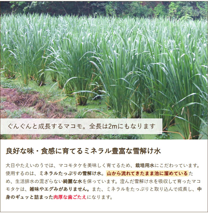 楽天市場 マコモタケ 1 5kg 大日 やたえいのう 産地直送 送料無料 真菰筍 マコモダケ まこもたけ ハナガツミ 炒め物 中華料理 唐揚げ おつまみ 希少野菜 お取り寄せ 新潟直送計画 楽天市場店