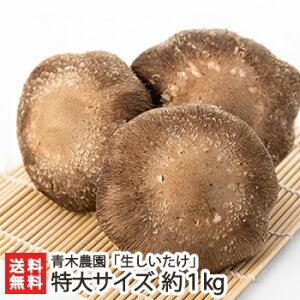VY  TCY Iׂ 500g( 5`7 ) ` 1kg( 11`15 ) ؔ_ ő VC^P ̂ LmR W{ ۏ͔|  V YҒ  Mtg v[g