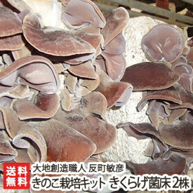 きのこ栽培キット きくらげ菌床 2株【キクラゲ/木耳/栽培セット/茸/きのこ/キノコ/食育/自由研究/完全無農薬/国産/新潟産】【発送時期目安：7月〜9月】【送料無料】