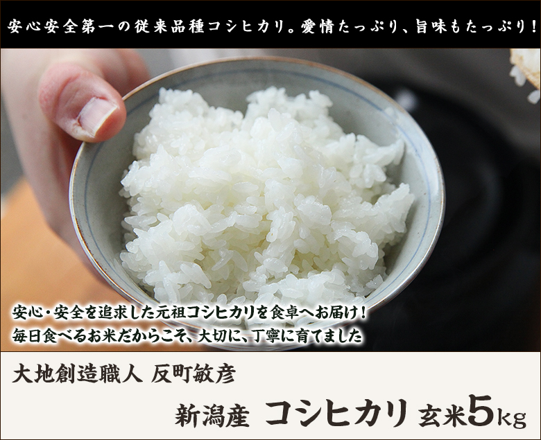 楽天市場】【令和5年度米】新潟産コシヒカリ（従来品種）玄米 5kg【無