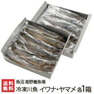 新潟産 冷凍川魚 イワナ・ヤマメ 各1箱（各11尾入り）魚沼 高野養魚場【岩魚 山女魚 いわな やまめ 養殖 …