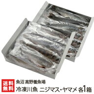 新潟産 冷凍川魚 ニジマス・ヤマメ 各1箱（ニジマス12尾・ヤマメ11尾）魚沼 高野養魚場【虹鱒 山女魚 に…