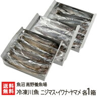 新潟産 冷凍川魚 ニジマス・イワナ・ヤマメ 各1箱（ニジマス12尾・イワナ11尾・ヤマメ11尾）魚沼 高野養…
