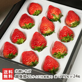 新潟ブランド苺 越後姫 2Lサイズ 化粧箱入 選べる 12粒 or 24粒 北越いちば いちご イチゴ 採れたて 産地直送 新鮮 摘みたて えちごひめ 新潟県 生産者直送 お取り寄せ ギフト プレゼント 贈り物 送料無料