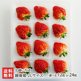 新潟ブランド苺 越後姫 2Lサイズ 選べる 12粒 or 24粒 北越いちば いちご イチゴ 採れたて 産地直送 新鮮 摘みたて えちごひめ 新潟県 生産者直送 お取り寄せ ギフト プレゼント 贈り物 送料無料