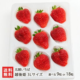 新潟ブランド苺 越後姫 3Lサイズ 選べる 9粒 or 18粒 北越いちば いちご イチゴ 採れたて 産地直送 新鮮 摘みたて えちごひめ 新潟県 生産者直送 お取り寄せ ギフト プレゼント 贈り物 送料無料
