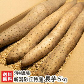 新潟砂丘特産 長芋 5kg（4〜5本）河村農場【新潟産/新潟県産/とろろ/ナガイモ/まっすぐ/ロングサイズ】【送料無料】