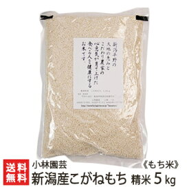 【令和5年度米】新潟産こがねもち（もち米）精米5kg【新潟県産/新潟米/コガネモチ/モチ米/餅米/精白米/白米】【送料無料】 父の日 お中元