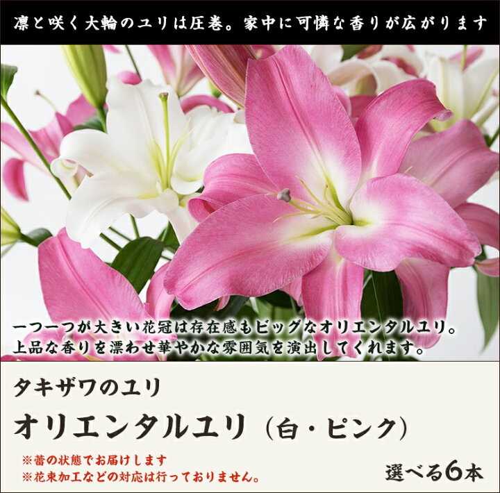 楽天市場 オリエンタルユリ 白 ピンク 選べる6本 タキザワのユリ 花 生花 ゆり 百合 切り花 切花 鑑賞 お祝い お供え 新潟産 国産 代金引換 後払い不可 送料無料 新潟直送計画 楽天市場店