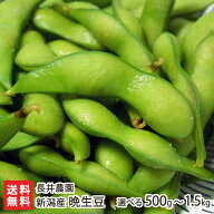 新潟産 枝豆 晩生豆 選べる 500g 〜 1.5kg 長井農園 鮮度抜群 秋の枝豆 枝豆 えだまめ エダマメ えだ豆 …