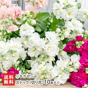 XgbNi؂ԁj10{i5{×2j LJ[ Xv[^Cv }炫 ؉ VY VY ~G Ϗܗp zCg `F[ fB[v[Y AvRbg } p[v S6F