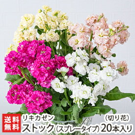 楽天市場 ストック 切花の通販