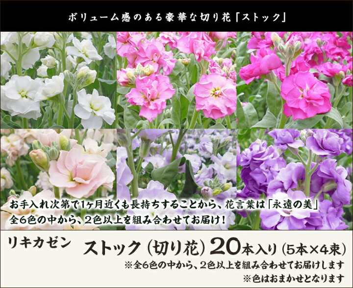 楽天市場 ストック 切り花 本入り 5本 4束 リキカゼン スプレータイプ 枝咲き 切花 新潟産 新潟県産 冬季限定 観賞用 ホワイト チェリー ディープローズ アプリコット マリン パープル 全6色から2色以上 お土産 手土産 ギフトに 贈り物 送料無料