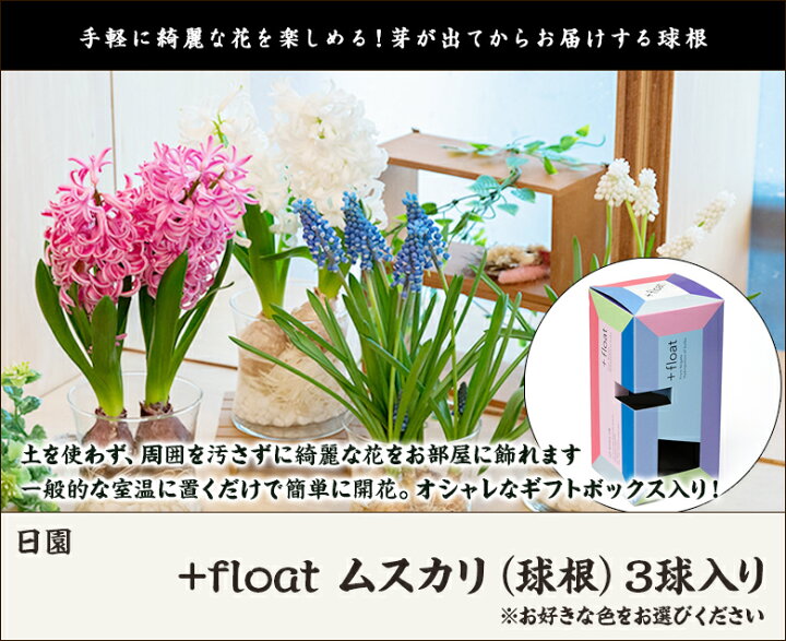 楽天市場 水耕栽培用 花芽付き球根 Float ムスカリ 球根 3球入り 選べる色 紫 白 日園 ギフトボックス 観賞用 フラワー 送料無料 新潟直送計画 楽天市場店