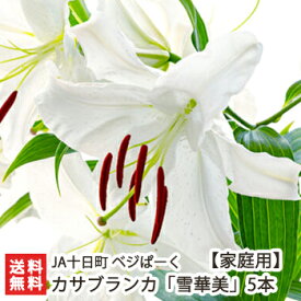 楽天市場 カサブランカ 花の通販