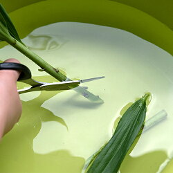 楽天市場 津南産カサブランカ 雪美人 5本入 Ja津南町 百合 ゆり 生花 切り花 お供え花 仏花 華道 フラワーアレンジメント フラワーギフト 送料無料 新潟直送計画 楽天市場店