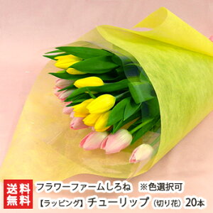 チューリップ 切り花の人気商品 通販 価格比較 価格 Com